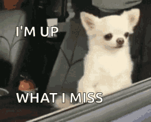IMG_3241.gif
