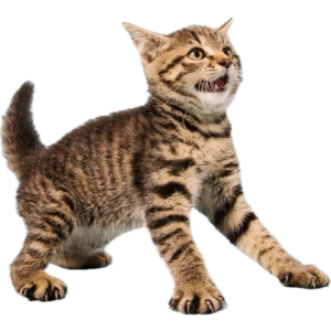 1743729721330.png