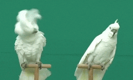 Cockatoo.gif