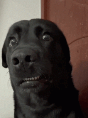 69DD7733-F190-4C10-BB1F-8AB84C64988E.gif