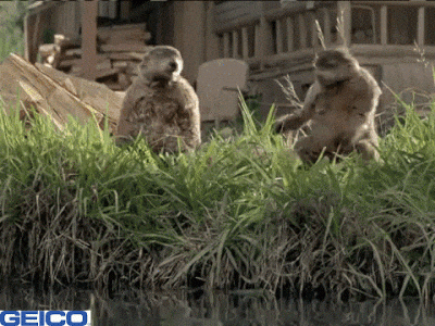 IMG_8587.gif