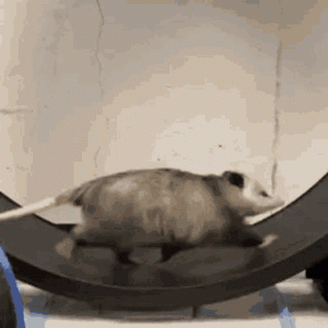 possum-3418027571.gif