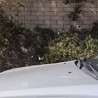 1000001483.gif
