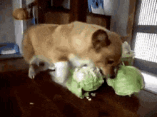 IMG_8922.gif