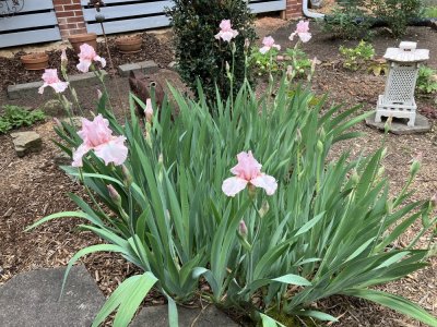 IMG_2513.jpeg