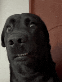 IMG_9047.gif