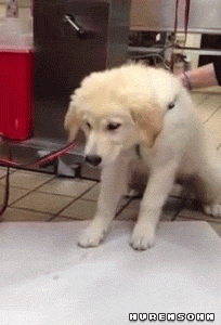 tumblr_n65t1o5WWn1s3g3ago1_250.gif
