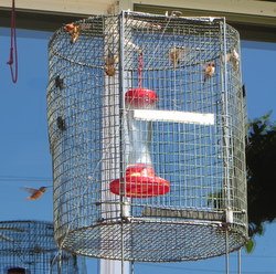 Hummer_trap_250.jpg
