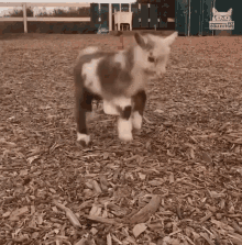 IMG_9291.gif