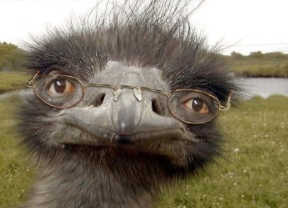 Ostrich bird funny.jpg