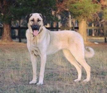 Kangal_front_on.jpg