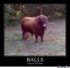 This-Bull-Has-Some-Balls_o_97537.jpg