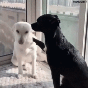 1747673997793.gif