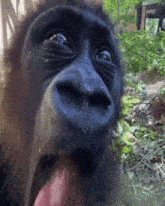 monkey-monkey-omg.gif