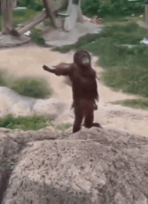 monkey-monkey-asking-for-food.gif
