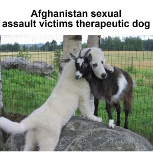 assault victims therapeutic dog....jpg