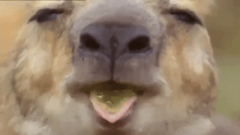 IMG_2315.gif