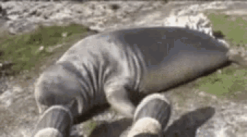 wild-animals-fml-1.gif
