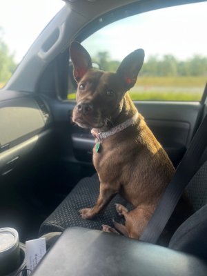 lola.jpg