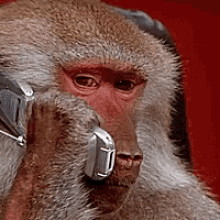monkey-phone-call-3048975263.gif