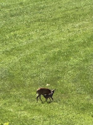 IMG_0381.jpeg