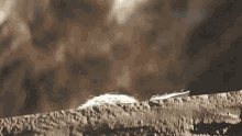 IMG_0285.gif