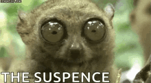 tarsier-big-eyes.gif