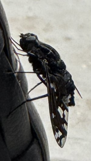 IMG_0489.jpeg