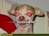 hell_hound_dog.jpg