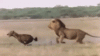 200 (2).gif
