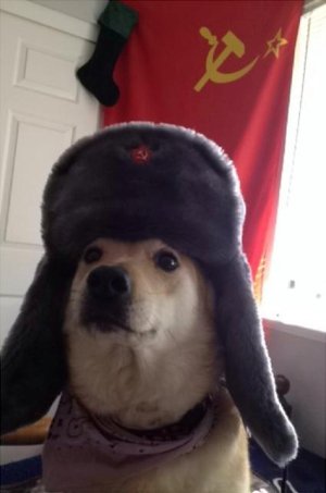 cm6yq.jpg