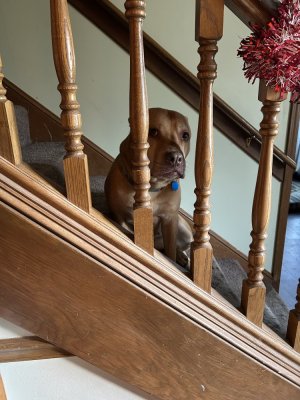 IMG_2504.jpeg