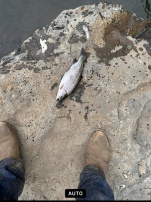 IMG_0725.jpeg