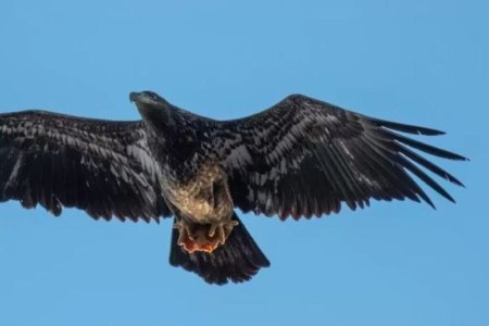 eagle-2.jpg