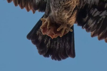eagle-3-1024x683.jpg