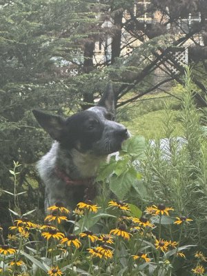 IMG_2795.jpeg