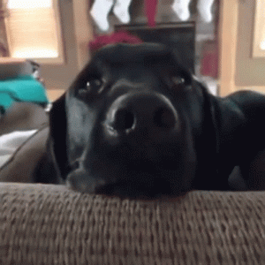 IMG_4311.gif