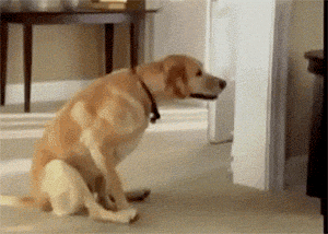 E4BB6E49-C831-4DC1-9969-454A3D65A0C4.gif