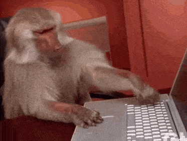 monkey-computer.gif