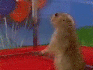 IMG_1040.gif