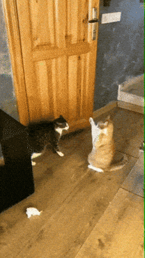 1752946993357.gif