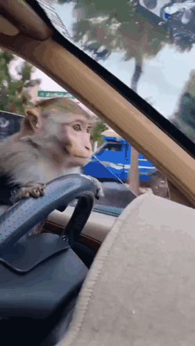 monkey-driving.gif