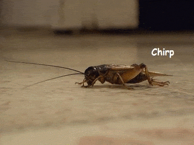 tmp.gif