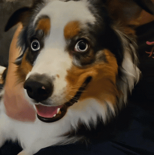 1000023809.gif
