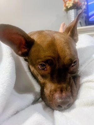 lola2.jpg