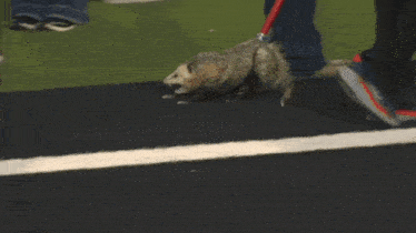 opossum-drag.gif