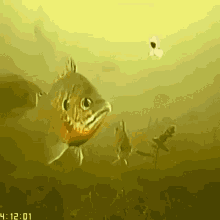 IMG_5496.gif