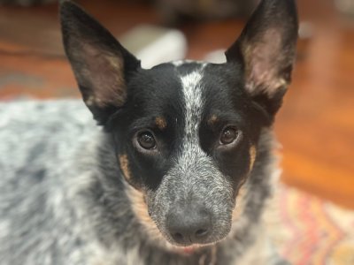 77609642119__2DDA40B5-B755-4AA2-85BE-10FA5BA1D39E.fullsizerender.jpeg