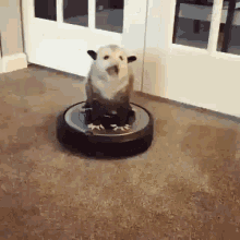 IMG_1569.gif