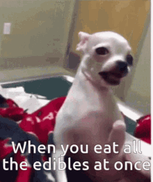 edibles-high.gif